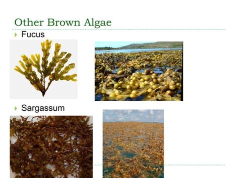Chapter 6 Seaweed Ppt