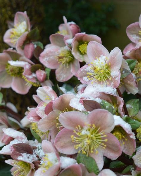 15 Best Winter Flowers Flowers That Bloom In Winter