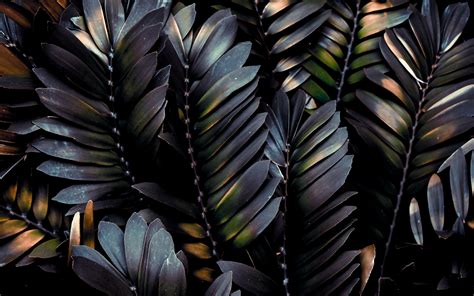 Download Wallpaper 3840x2400 Leaves Plant Dark Branches Palm 4k