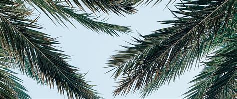 Download Wallpaper 2560x1080 Palm Tree Branches Leaves Sky Bottom