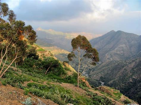 Hd Wallpaper Eritrea Mountains Valley Landscape Forest Trees