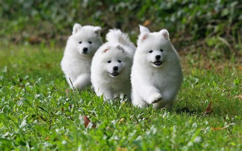 Download Wallpapers Samoyeds White Fluffy Dogs Small White Puppies