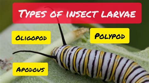 Types Of Insect Larvae Youtube