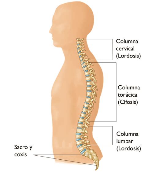 Conceptos B Sicos De La Columna Spine Basics Orthoinfo Aaos