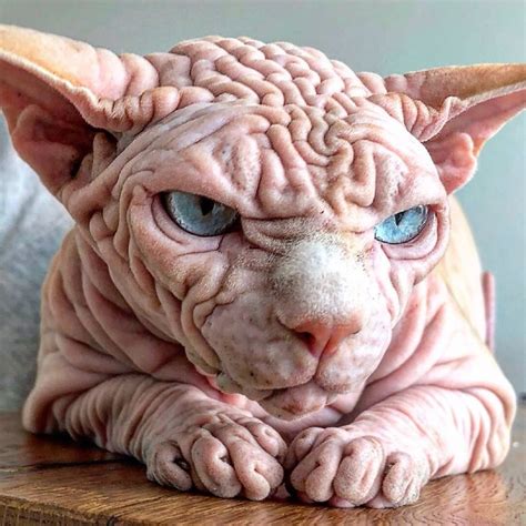 A Hairless Cat With Blue Eyes Sitting On A Wooden Table Looking At The Camera