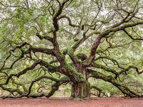 The Strangest Places On Earth Are Also The Most Sublime Angel Oak