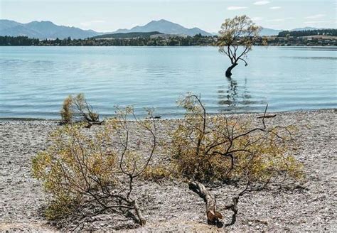 New Zealands Famous Wanaka Tree A Symbol Of Hope Vandalized Cbs News