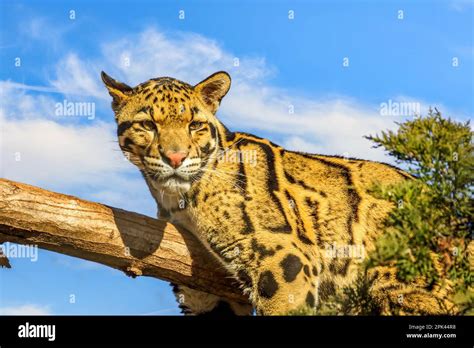 Clouded Leopard (Neofelis nebulosa) resting in a tree in a zoo Stock