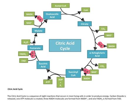 Citric Acid Cycle Importance Definition Steps Products Location And