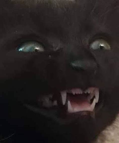 Evil Laughing Cat