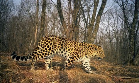Amur Leopard Conservation Population Of Rarest Cat Doubles In Seven