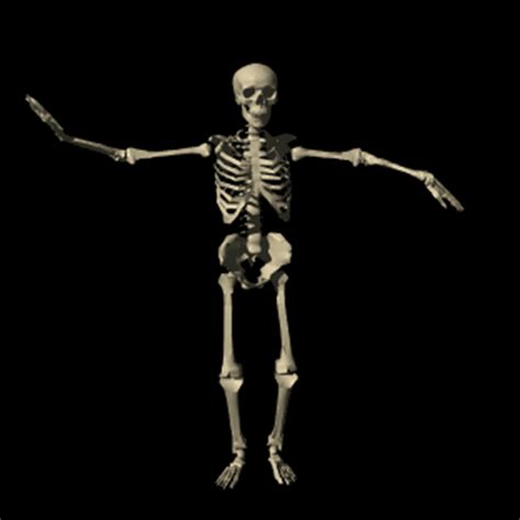 Via Giphy Human Skeleton Anatomy  Funny 