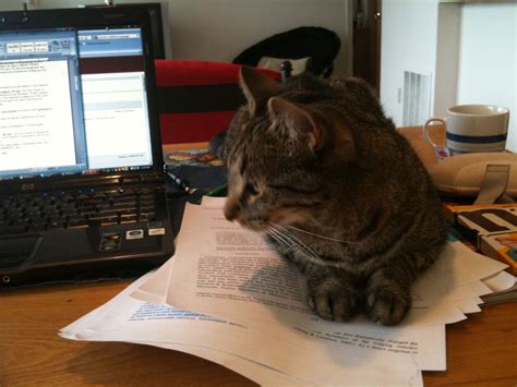 Doing Homework Cats Do Homework Animals
