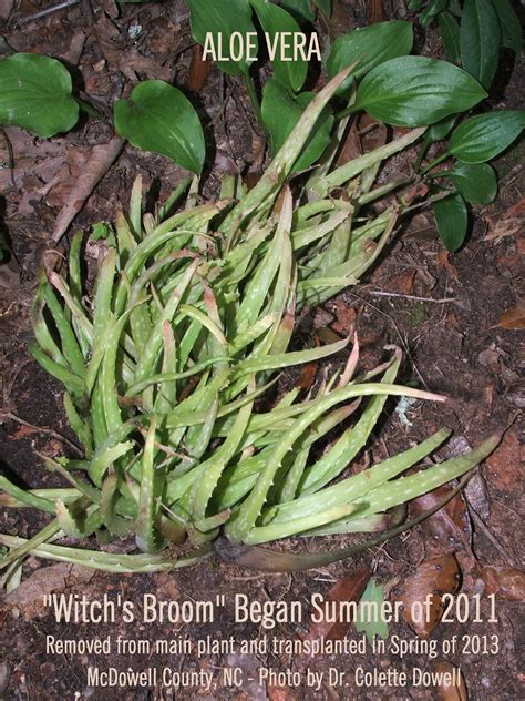 Chernobyl genetic mutations plants chernobyl disaster mutations plants wormwood forest chernobyl plant mutations plant and animal mutations chernobyl real chernobyl plant. Nuclear Energy Fukushima Chernobyl Iraq Radiation Mutated ...