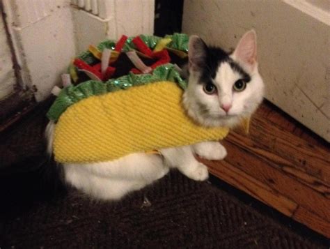 Lets All Dress Up Like Tacos For Halloween Huffpost