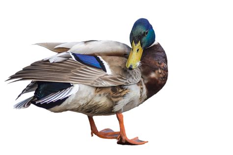 Download Duck Mallard Drake Royalty Free Stock Illustration Image