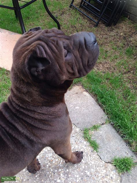 Shar Pei Stud Stud Dog In Newhaven The United States Breed Your Dog