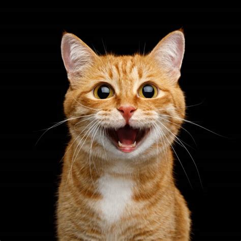 26800 Smiling Cat Face Stock Photos Pictures And Royalty Free Images