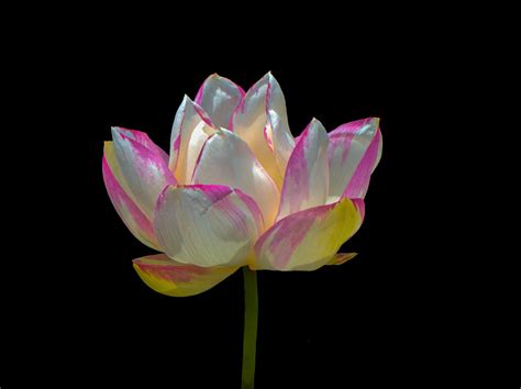 Peppermint Lotus Lotus Flower Macro Rosemarie Crisafi Flickr