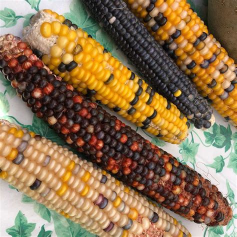 Parsleyed corn on the cob. Culture Tuesday: Native American Cuisine of North America ...