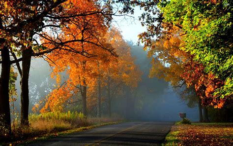 Landscape Nature Tree Forest Woods Autumn Road Path Wallpaper