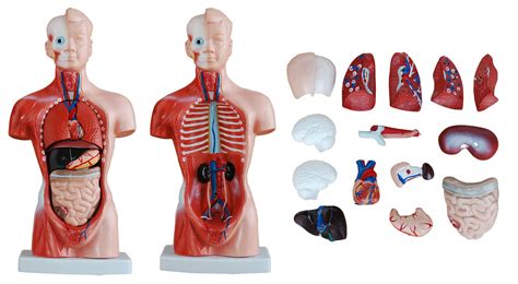 26cm Anatomical Torso Model Of 15 Parts