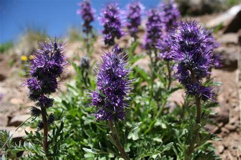 Phaecelia Sericea Purple Fringe Near Durango Colorado