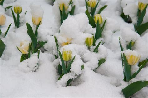 Yellow Tulips Are In The Snow Stock Photo Image Of Natural Green