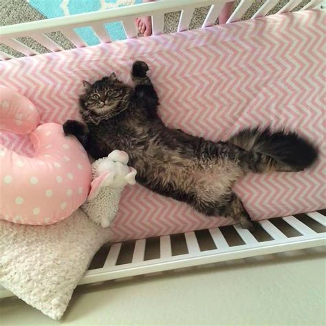 This Cat Thinks The New Baby Crib Is Actually For Him