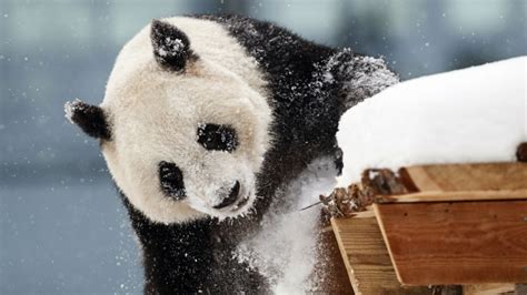 Two Giant Pandas On Loan From China Unveiled In Finland China Plus