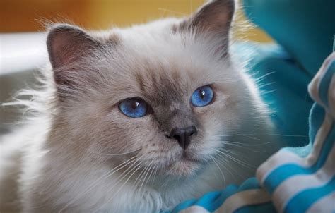Обои кошка кот взгляд поза портрет мордочка ткань голубые глаза