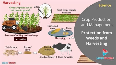 Crop Production And Management Class 8 Science Protection From Weeds