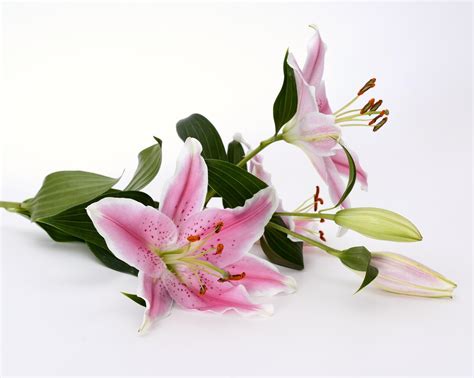 Lilies Oriental First Romance Oriental Lily For Pot From Leo Berbee