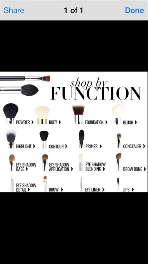 Makeup Brushes And Their Correct Uses Musely