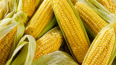Sweet Corn Images