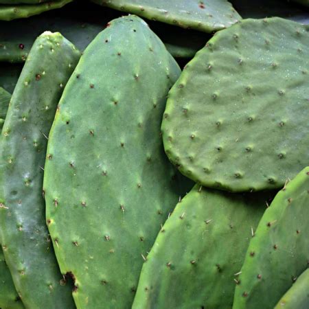 Spines protect cacti from animals that eat plants and also help to reduce water loss by restricting air flow near the cactus. Opuntia Milpa Alta: The cactus you can eat - CGTN