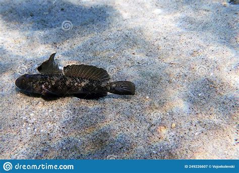 The Black Mediterranean Goby Fish Gobius Niger Stock Image Image Of