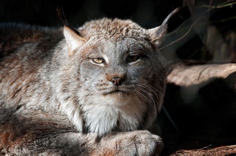 This Canadian Lynx Cat Might Just Be The The Most Majestic Furball We