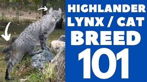 Highlander Lynxcat 101 Breed And Personality Youtube