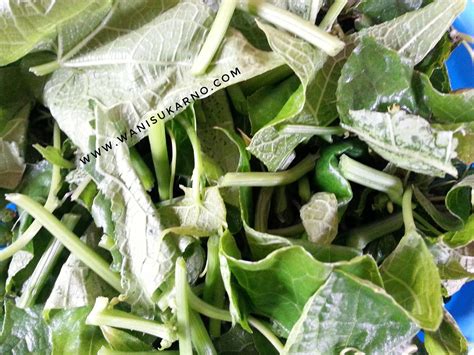Silakan klik pucuk ubi masak lemak tanpa perlu celur | pasti sedap sehingga bertambah² nasi untuk melihat artikel selengkapnya. MASAK LEMAK PUCUK LABU ( KELANTAN STYLE )