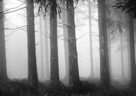 Free Picture Mist Tree Wood Fog Landscape Forest Dawn Mystery