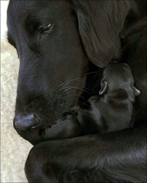 Mother And Baby Cute Baby Animals Dogs And Puppies Black Labrador