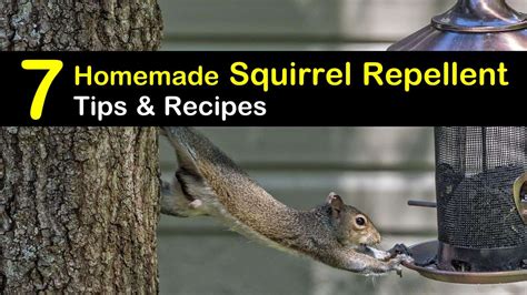 Keep Squirrels Away 7 Homemade Squirrel Repellent Tips