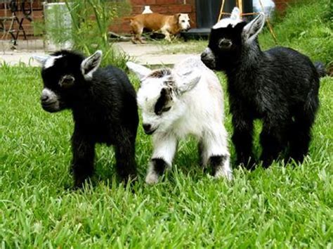 The 34 Cutest Baby Pygmy Goats On The Internet Baby Goats Pygmy