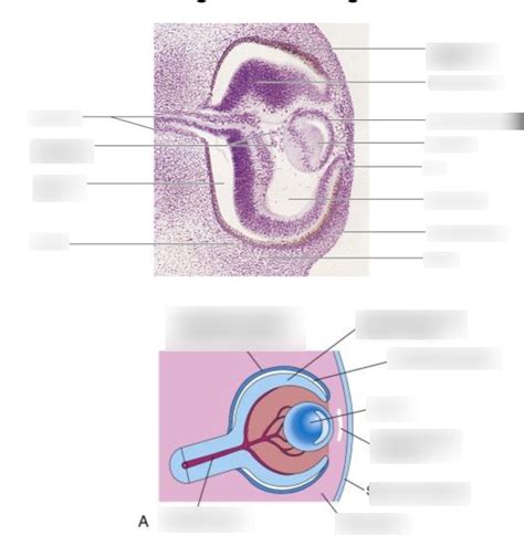 11 Retina Iris And Ciliary Body Diagram Quizlet