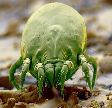 Dust Mite Microscopic Photography Microscopic Weird Creatures
