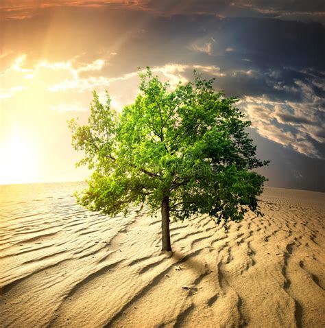 Green Tree In The Desert Stock Photo Image Of Blue Gold 31007108