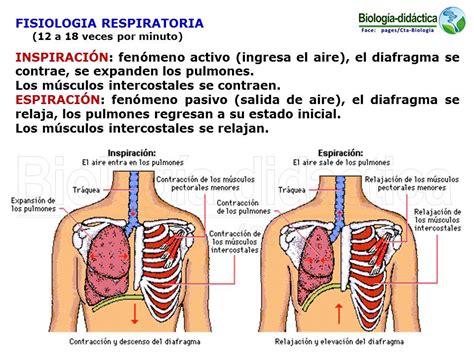 Biolog A Did Ctica Nsc Respiraci N Humana