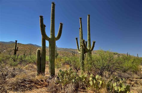 The sahara desert is the largest hot desert on earth, and one of the hottest, driest place in the world, but many plant species thrive there. Things to Know About the Saguaro Cactus