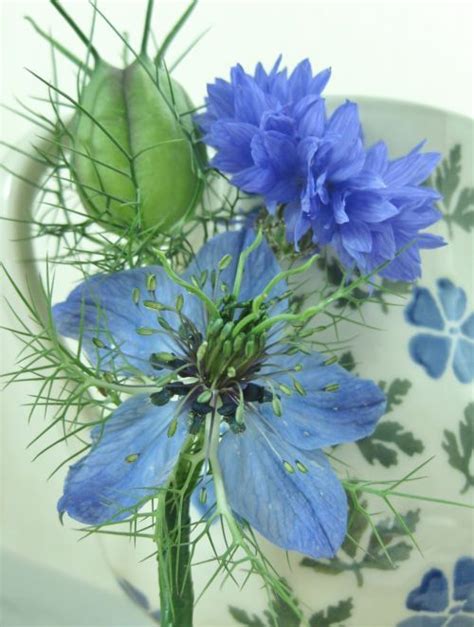Nigella Seed Pod And Flower And Cornflower Buttonhole Wild Flowers